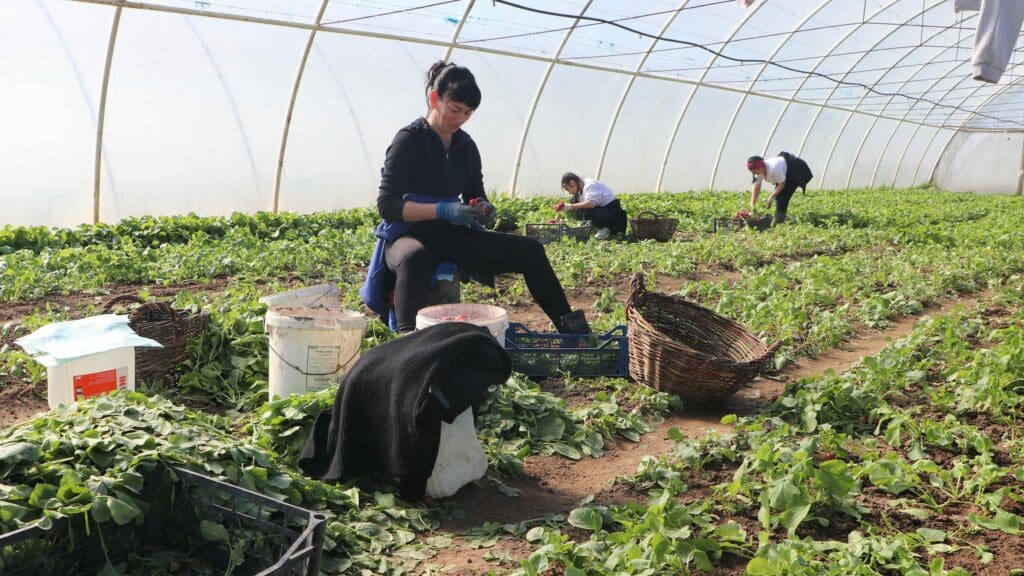 The worldhopefund Food Campaign: Fighting hunger and poverty